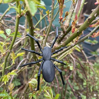 Mô hình nhện đen Tarantula, góa phụ đen siêu thực