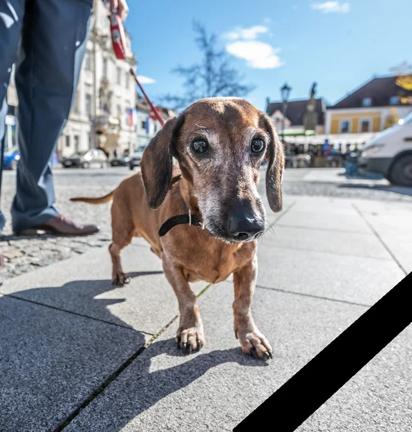 Mô hình 3D chú chó lạp xưởng Dachshund đáng yêu để in tại nhà - Image 4