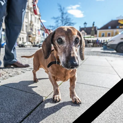 Mô hình 3D chú chó lạp xưởng Dachshund đáng yêu để in tại nhà