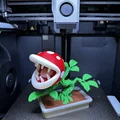 Bonsai Cây Ăn Thịt Piranha Mario / KHÔNG CẦN AMS - Thumbnail 7