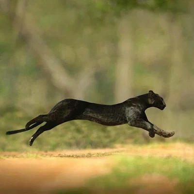 Mô hình in 3D Báo đốm (Léopard) chạy nước rút cực chi tiết