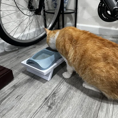 Đế kê bát ăn cho mèo (Parametric)