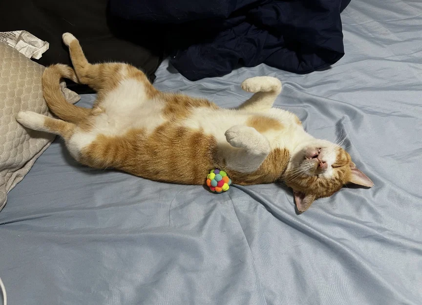 Đế kê bát ăn cho mèo (Parametric) - Image 6