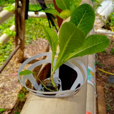 Bộ chuyển đổi (adapter) hình nón cho hệ thống thủy canh