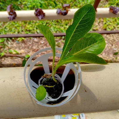 Bộ chuyển đổi (adapter) hình nón cho hệ thống thủy canh