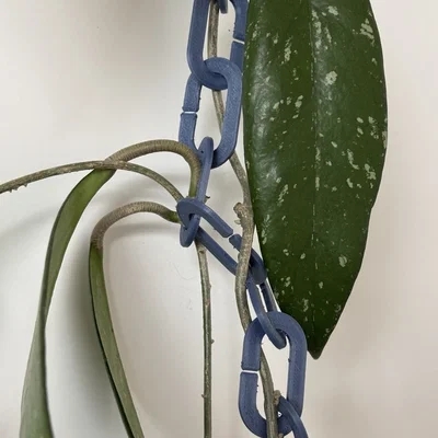 Giàn leo hình xích cho cây cảnh trong nhà