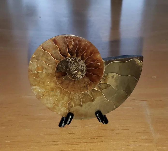 Đế trưng bày siêu nhỏ (cho hóa thạch Ammonite/Tiền xu) - Image 1