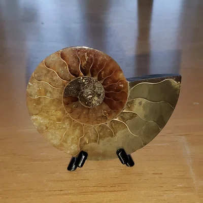 Đế trưng bày siêu nhỏ (cho hóa thạch Ammonite/Tiền xu)