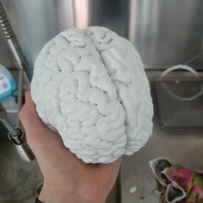 Mô hình giải phẫu bộ não người (Human Brain) in 3D chi tiết cao