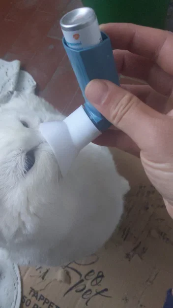 Bộ chuyển đổi bình xịt hen suyễn cho mèo in 3D - Image 1