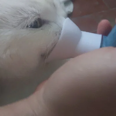 Bộ chuyển đổi bình xịt hen suyễn cho mèo in 3D