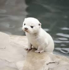 Mô hình 3D rái cá bạch tạng (Albino otter) dễ thương để trang trí - Image 1