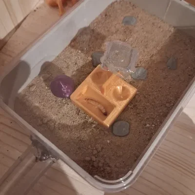 Khay cho kiến ăn tốt nhất (Best Ant Feeding Dish)