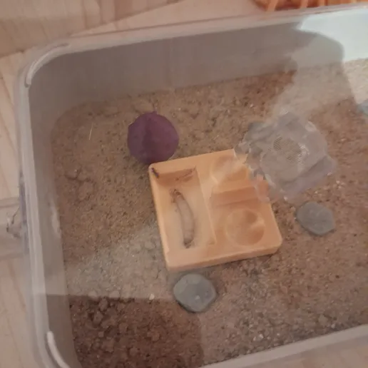 Khay cho kiến ăn tốt nhất (Best Ant Feeding Dish) - Image 5