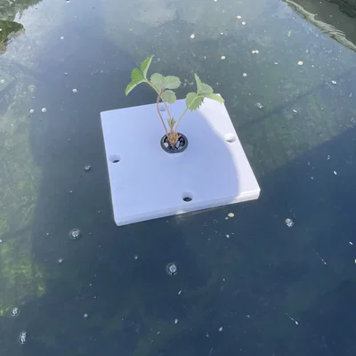 Aquaponie - Giá đỡ cây thủy canh nổi cho hồ nước