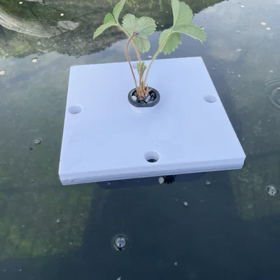 Aquaponie - Giá đỡ cây thủy canh nổi cho hồ nước