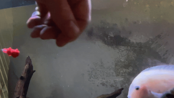 Hạt xoay cho mồi giả câu cá - Image 2