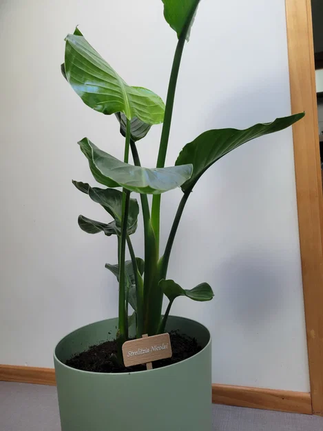 Bảng tên gỗ trang trí chậu cây - Image 5