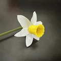 Mô hình hoa thủy tiên (Daffodil) có thể lắp ráp - Thumbnail 2