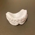Mô hình hàm răng giả trên và dưới dùng làm đạo cụ - Thumbnail 3
