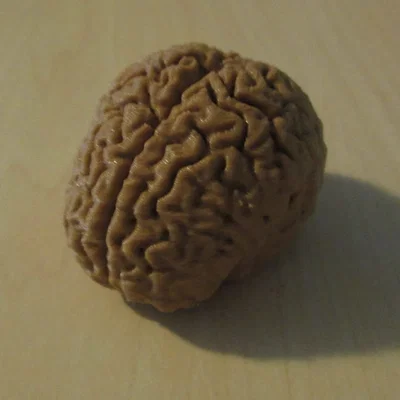 Mô hình bộ não người chi tiết từ dữ liệu quét MRI - File in 3D