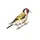 Goldfinch