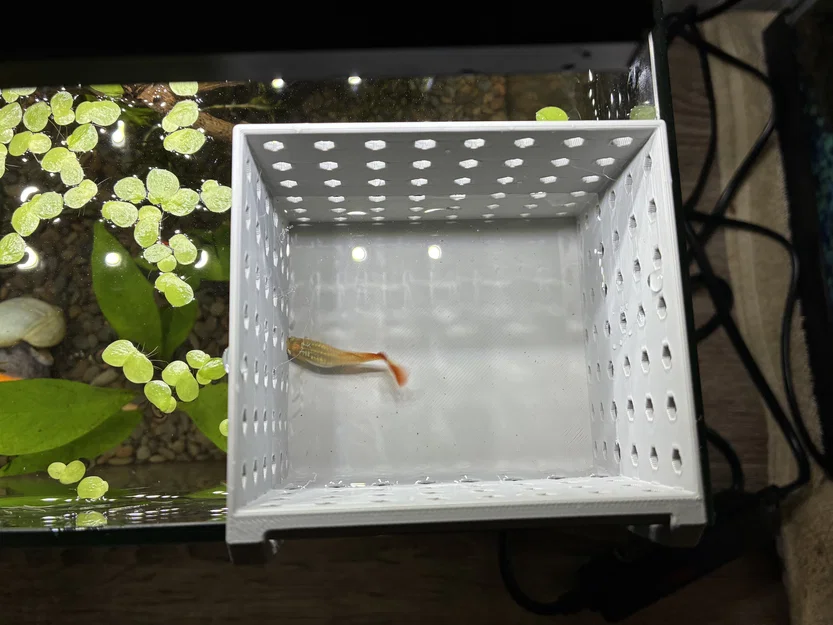 Hộp đẻ cách ly cho cá Guppy - Phụ kiện in 3D hữu ích cho hồ cá - Image 2