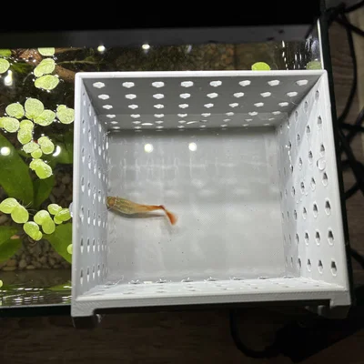 Hộp đẻ cách ly cho cá Guppy - Phụ kiện in 3D hữu ích cho hồ cá