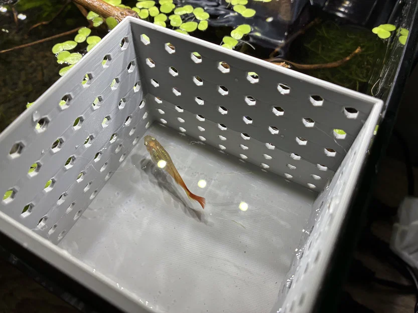 Hộp đẻ cách ly cho cá Guppy - Phụ kiện in 3D hữu ích cho hồ cá - Image 3