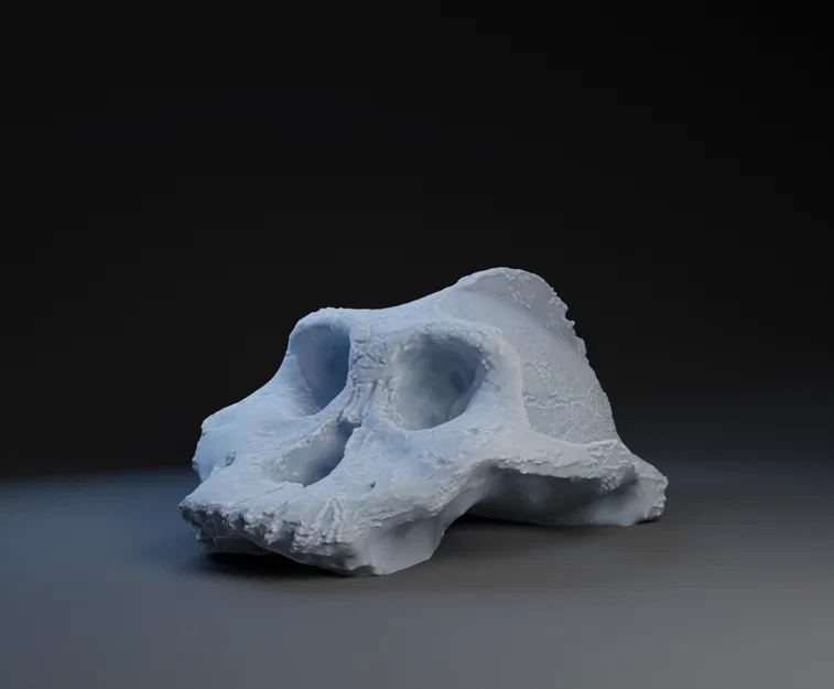 Mô hình 3D Paranthropus Aethiopicus - Image 1