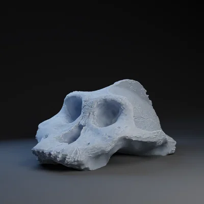Mô hình 3D Paranthropus Aethiopicus