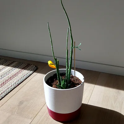 Chậu cây 6 inch (có lỗ thoát nước) kèm đĩa lót tiện lợi