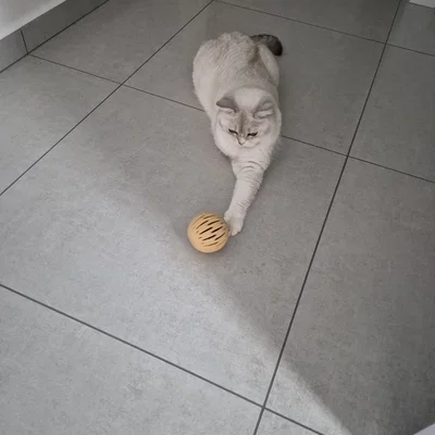 Quả bóng đồ chơi in 3D thông minh cho mèo cưng