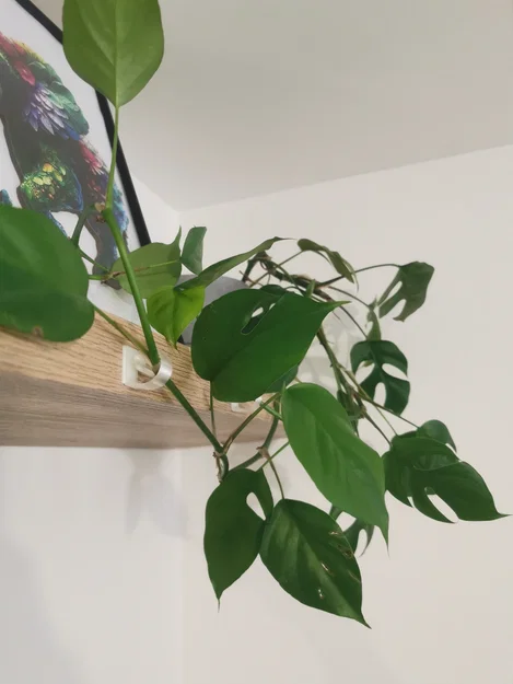 Móc Treo Tường Dành Cho Cây Leo - Image 1