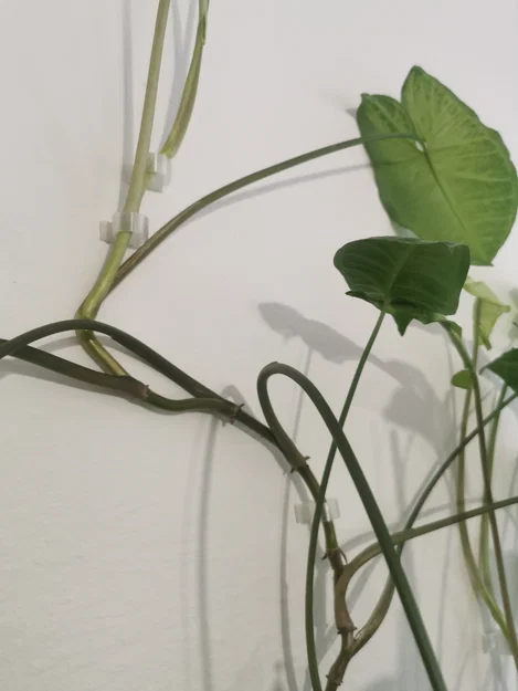 Móc Treo Tường Dành Cho Cây Leo - Image 2