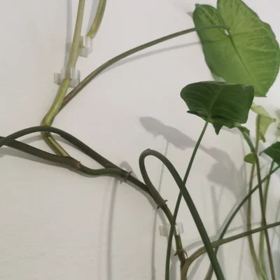 Móc Treo Tường Dành Cho Cây Leo