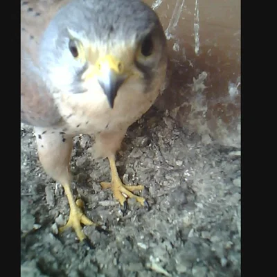 Vỏ bảo vệ và giá đỡ cho ESP32 Cam USB-C - Thiết kế bền bỉ, tiện lợi