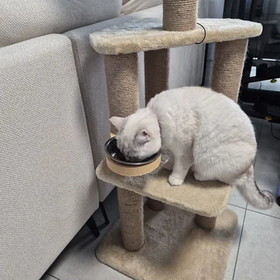 Giá đỡ bát ăn cho mèo gắn trụ cào móng - Thiết kế 3D tiện dụng