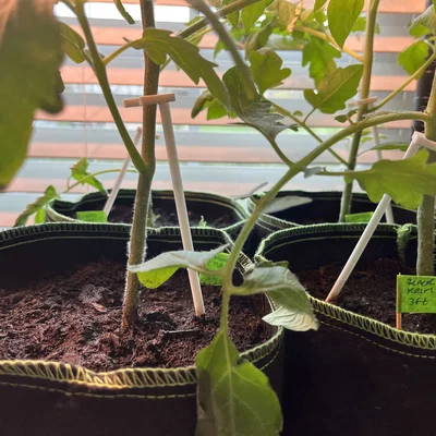 Cọc đỡ cây con và cây trồng nhỏ - Phụ kiện in 3D làm vườn hữu ích