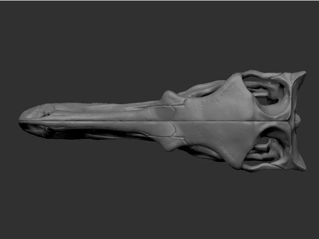 Fang Skull - Mô hình đầu rồng Animatronic in 3D - Image 34