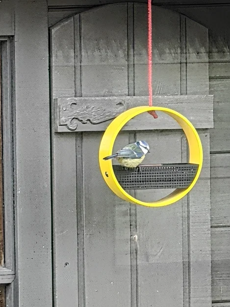 Khay Cho Chim Ăn 3D - Thiết Kế Treo Tường Tiện Lợi Và Dễ Vệ Sinh - Image 2