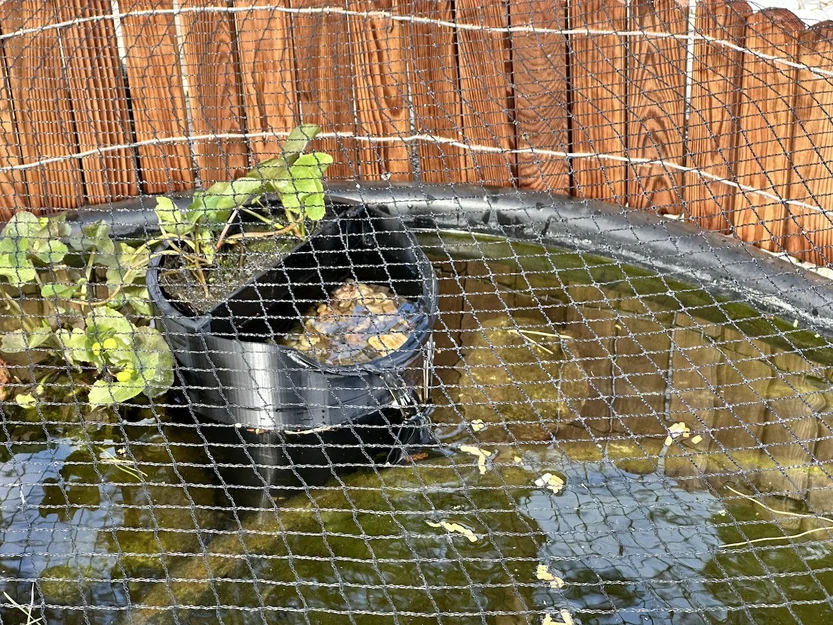 Phiên bản chỉnh sửa xô dẫn nước hồ cá - Image 1