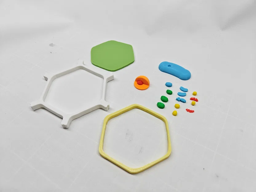 Mô hình Tế bào Thực vật – Phiên bản In Nhiều màu & Dán keo - Image 4