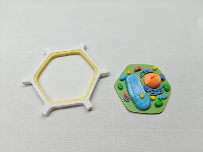 Mô hình Tế bào Thực vật – Phiên bản In Nhiều màu & Dán keo - Image 5