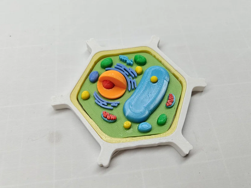 Mô hình Tế bào Thực vật – Phiên bản In Nhiều màu & Dán keo - Image 6