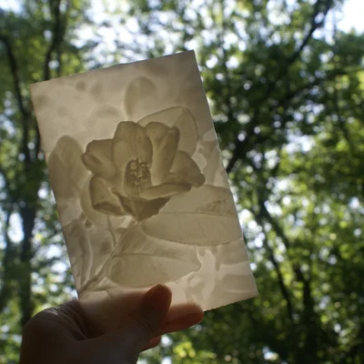 Mô hình hoa Trà (Camellia) - "Hơn cả một bức tranh Lithophane"
