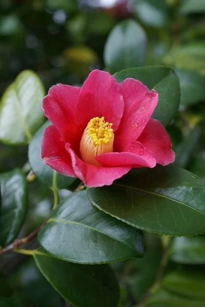 Mô hình hoa Trà (Camellia) - "Hơn cả một bức tranh Lithophane" - Image 4