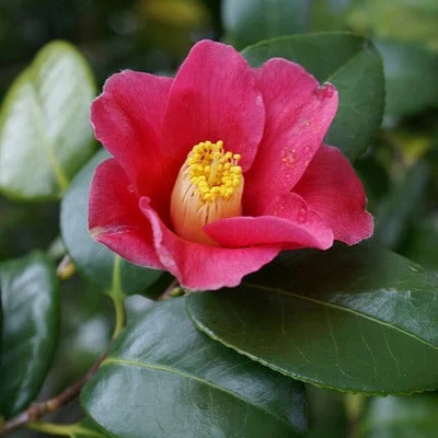 Mô hình hoa Trà (Camellia) - "Hơn cả một bức tranh Lithophane"