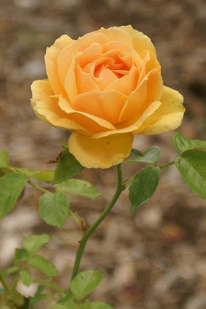 Hoa hồng "More-Than-a-Lithophane" - Image 4