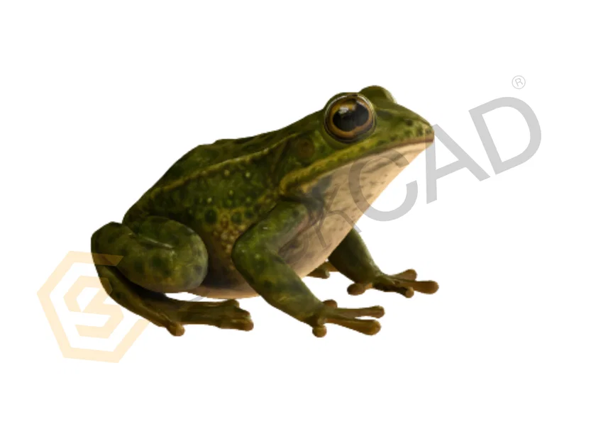 Mô hình ếch 3D tinh xảo - Image 1